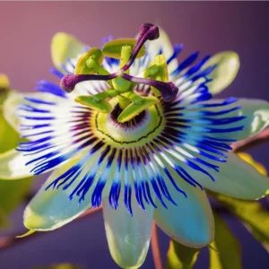 Passiflora Blue Live Starter Plant - Passion Flower Vine 4-6 Inch Tall - Image 5