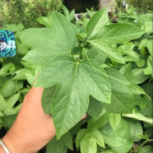 Passiflora Blue Live Starter Plant - Passion Flower Vine 4-6 Inch Tall - Image 6