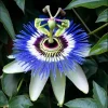 Passiflora Blue Live Starter Plant - Passion Flower Vine 4-6 Inch Tall - Image 1