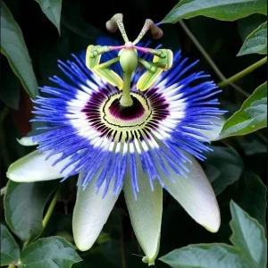 Passiflora Blue Live Starter Plant - Passion Flower Vine 4-6 Inch Tall - Image 1
