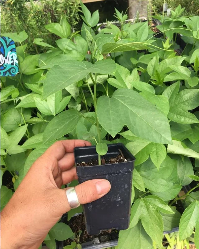 Passiflora Lady Lavender Live Starter Plant – 4-6 Inch Vine for Garden - Image 10