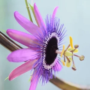 Passiflora Lady Lavender Live Starter Plant – 4-6 Inch Vine for Garden - Image 2