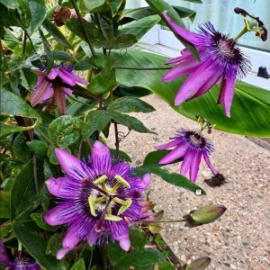 Passiflora Lady Lavender Live Starter Plant – 4-6 Inch Vine for Garden - Image 3