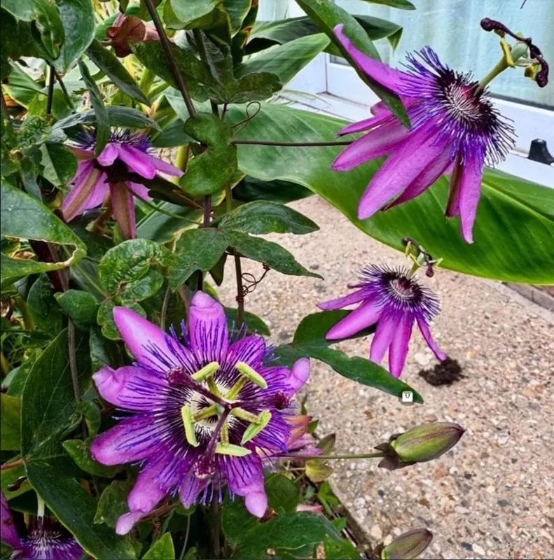Passiflora Lady Lavender Live Starter Plant – 4-6 Inch Vine for Garden - Image 3