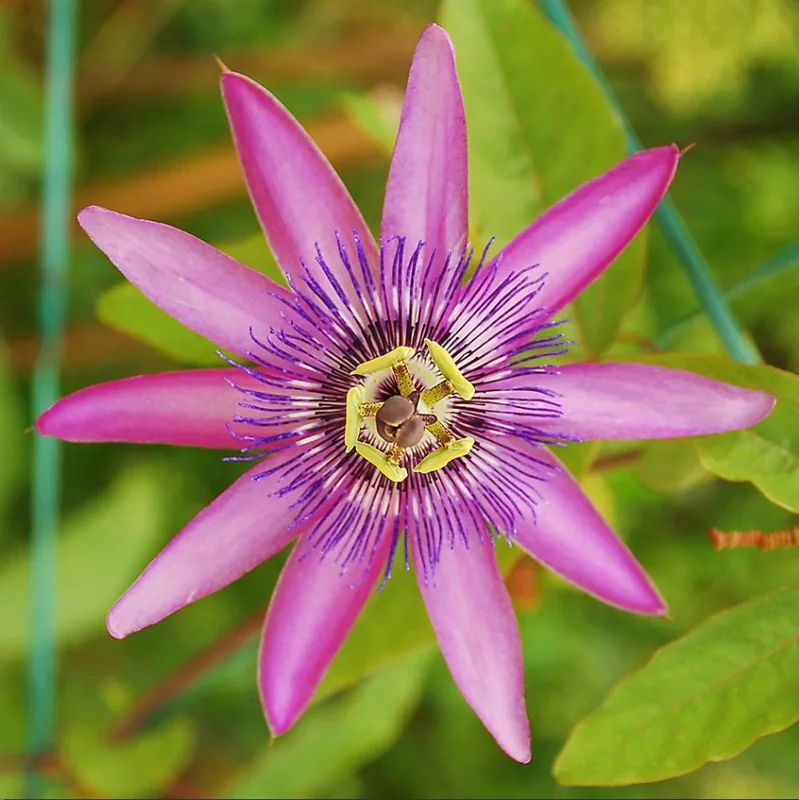 Passiflora Lady Lavender Live Starter Plant – 4-6 Inch Vine for Garden - Image 4