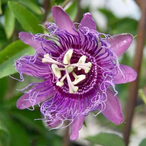 Passiflora Lady Lavender Live Starter Plant – 4-6 Inch Vine for Garden - Image 5