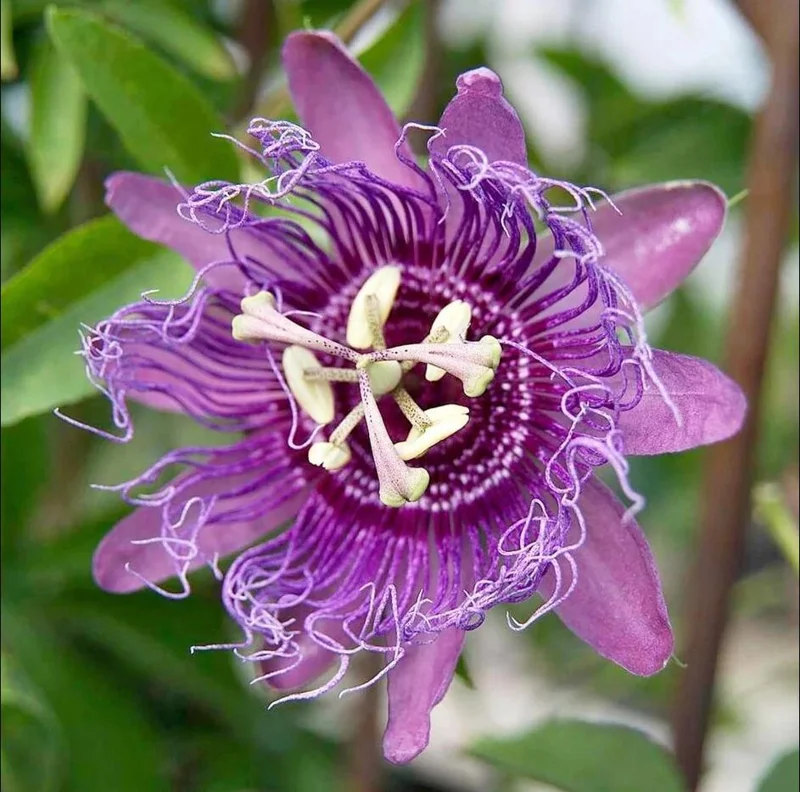 Passiflora Lady Lavender Live Starter Plant – 4-6 Inch Vine for Garden - Image 5
