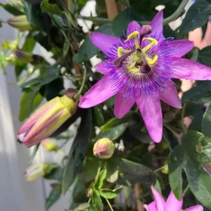 Passiflora Lady Lavender Live Starter Plant – 4-6 Inch Vine for Garden - Image 6