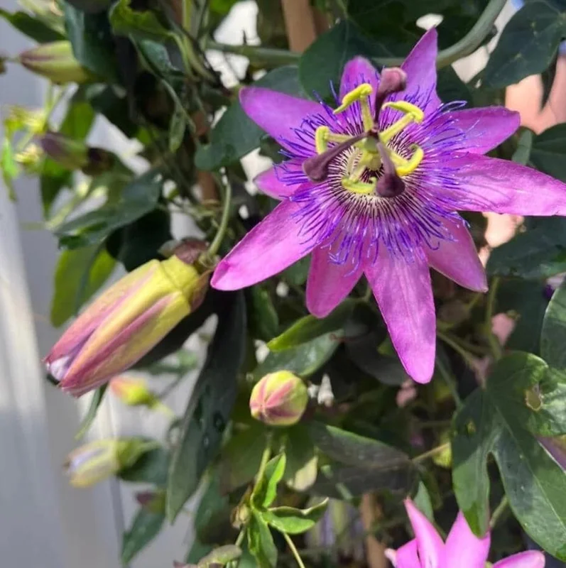 Passiflora Lady Lavender Live Starter Plant – 4-6 Inch Vine for Garden - Image 6