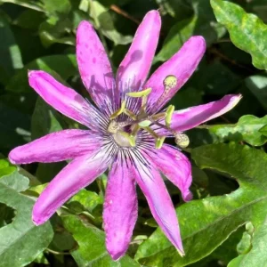 Passiflora Lady Lavender Live Starter Plant – 4-6 Inch Vine for Garden - Image 7