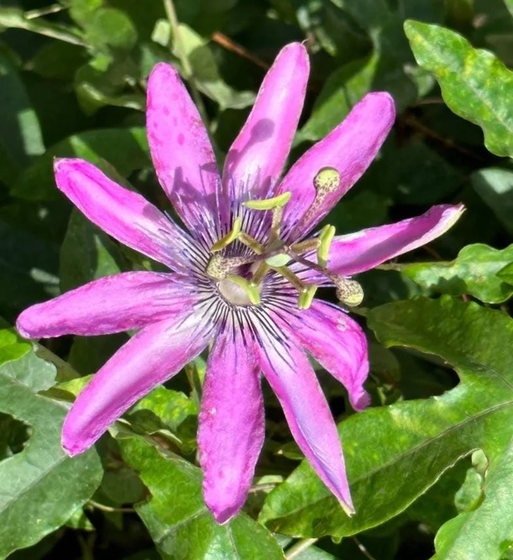 Passiflora Lady Lavender Live Starter Plant – 4-6 Inch Vine for Garden - Image 7