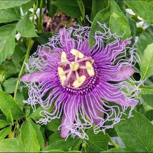 Passiflora Lady Lavender Live Starter Plant – 4-6 Inch Vine for Garden - Image 1