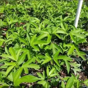 Passiflora Lady Lavender Live Starter Plant – 4-6 Inch Vine for Garden - Image 8