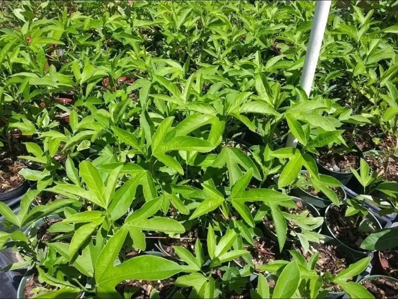 Passiflora Lady Lavender Live Starter Plant – 4-6 Inch Vine for Garden - Image 8