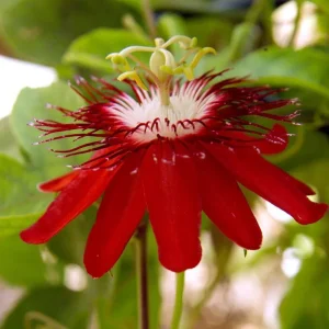 Passiflora Lady Margaret Live Starter Plant, Passiflora Lady Margaret Flower Vine Live Plants for Garden, 4 to 6 Inch Tall, Ship No Pot - Image 2