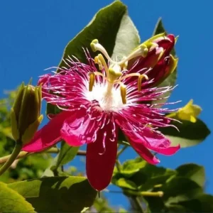 Passiflora Lady Margaret Live Starter Plant, Passiflora Lady Margaret Flower Vine Live Plants for Garden, 4 to 6 Inch Tall, Ship No Pot - Image 1