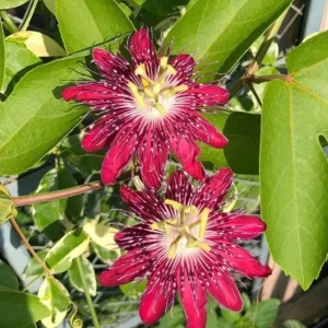 Passiflora Lady Margaret Live Starter Plant, Passiflora Lady Margaret Flower Vine Live Plants for Garden, 4 to 6 Inch Tall, Ship No Pot - Image 3