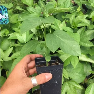 Passiflora Lady Margaret Live Starter Plant, Passiflora Lady Margaret Flower Vine Live Plants for Garden, 4 to 6 Inch Tall, Ship No Pot - Image 7