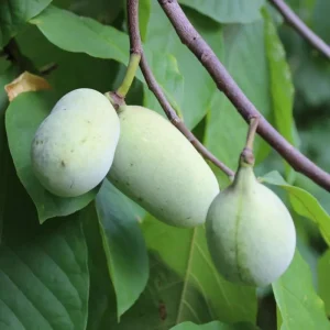 PawPaw Tree Seeds - 20 Seeds for Planting Edible Fruit Trees - Image 10