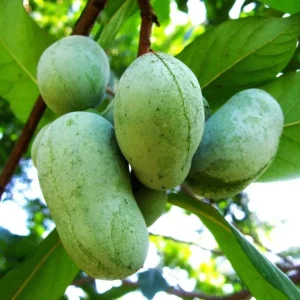 PawPaw Tree Seeds - 20 Seeds for Planting Edible Fruit Trees - Image 5