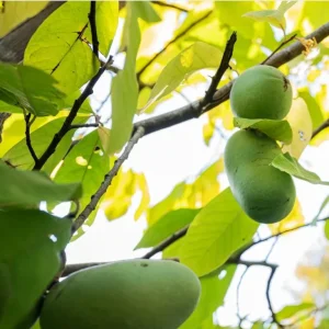 PawPaw Tree Seeds - 20 Seeds for Planting Edible Fruit Trees - Image 6