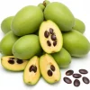PawPaw Tree Seeds - 20 Seeds for Planting Edible Fruit Trees - Image 1