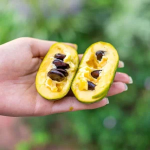 PawPaw Tree Seeds - 20 Seeds for Planting Edible Fruit Trees - Image 9