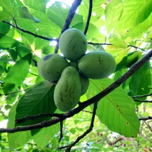 PawPaw Tree Seeds for Planting - 10 Seeds - Edible Fruit - Image 10