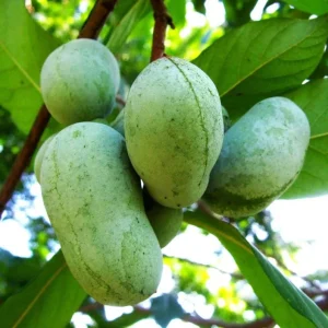 PawPaw Tree Seeds for Planting - 10 Seeds - Edible Fruit - Image 6