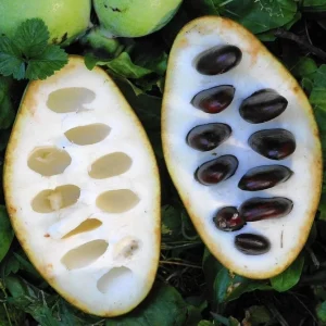PawPaw Tree Seeds for Planting - 10 Seeds - Edible Fruit - Image 7