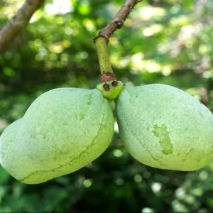 PawPaw Tree Seeds for Planting - 10 Seeds - Edible Fruit - Image 8