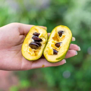 PawPaw Tree Seeds for Planting - 10 Seeds - Edible Fruit - Image 9