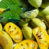 PawPaw Tree Seeds for Planting - 10 Seeds - Edible Fruit - Image 1