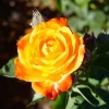 Pinata Climbing Rose Live Plant – Orange & Yellow Heirloom, 4-6 Inch Tall - Image 1