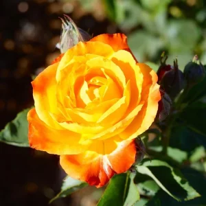 Pinata Climbing Rose Live Plant – Orange & Yellow Heirloom, 4-6 Inch Tall - Image 1