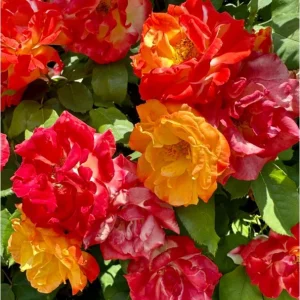 Pinata Climbing Rose Live Plant – Orange & Yellow Heirloom, 4-6 Inch Tall - Image 8