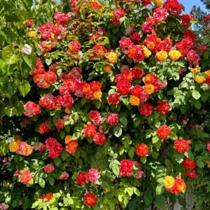 Pinata Climbing Rose Live Plant – Orange & Yellow Heirloom, 4-6 Inch Tall - Image 9
