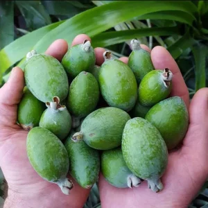 Pineapple Guava Live Plant - 2 Pack - Tropical Fruit Tree - 4-6 Inch Tall - Image 4