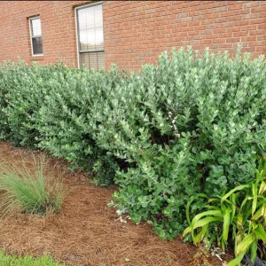 Pineapple Guava Live Plant - 2 Pack - Tropical Fruit Tree - 4-6 Inch Tall - Image 7