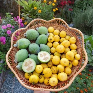 Pineapple Guava Live Plant - 2 Pack - Tropical Fruit Tree - 4-6 Inch Tall - Image 9