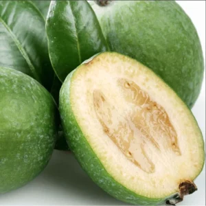 Pineapple Guava Live Starter Plants - 2 Pack, 4-6 Inch Tall Feijoa Fruit Tree - Image 3