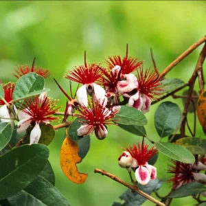 Pineapple Guava Live Starter Plants - 2 Pack, 4-6 Inch Tall Feijoa Fruit Tree - Image 4