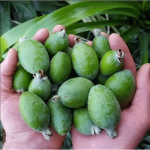 Pineapple Guava Live Starter Plants - 2 Pack, 4-6 Inch Tall Feijoa Fruit Tree - Image 6