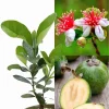 Pineapple Guava Live Starter Plants - 2 Pack, 4-6 Inch Tall Feijoa Fruit Tree - Image 1