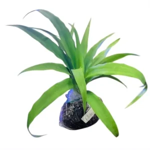 Pineapple Plant Live Starter - Elite Gold Variety, 4 to 6 Inches Tall - Image 10