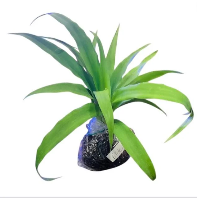 Pineapple Plant Live Starter - Elite Gold Variety, 4 to 6 Inches Tall - Image 10