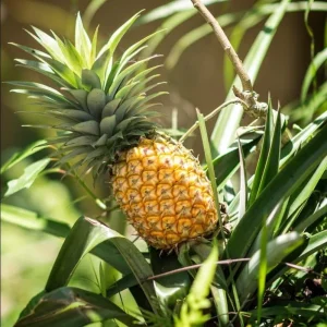 Pineapple Plant Live Starter - Elite Gold Variety, 4 to 6 Inches Tall - Image 1