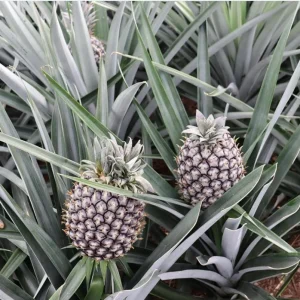 Pineapple Plant Live Starter - Elite Gold Variety, 4 to 6 Inches Tall - Image 3