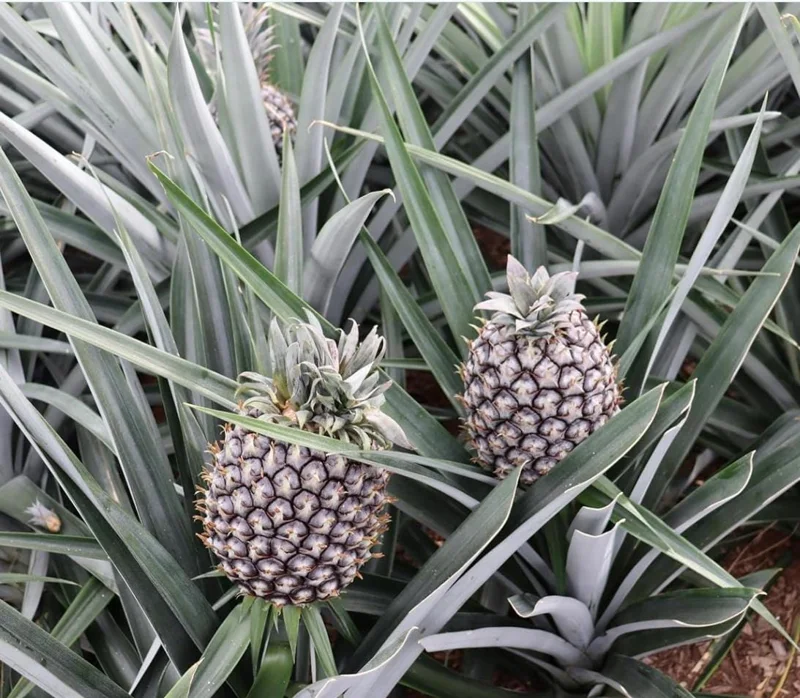 Pineapple Plant Live Starter - Elite Gold Variety, 4 to 6 Inches Tall - Image 3