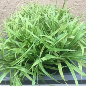 Pineapple Plant Live Starter - Elite Gold Variety, 4 to 6 Inches Tall - Image 5